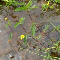 Smithia sensitiva Aiton